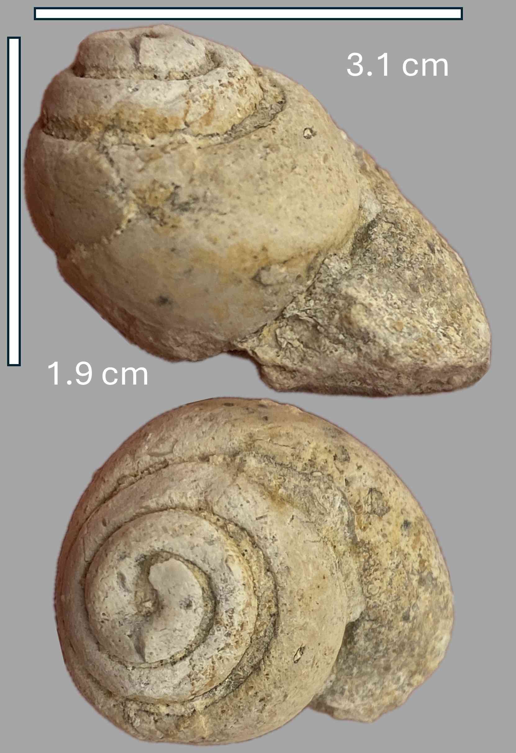 Fossils Of Gastropod Taxa Class Fossils Of Gastropod Taxa Class
